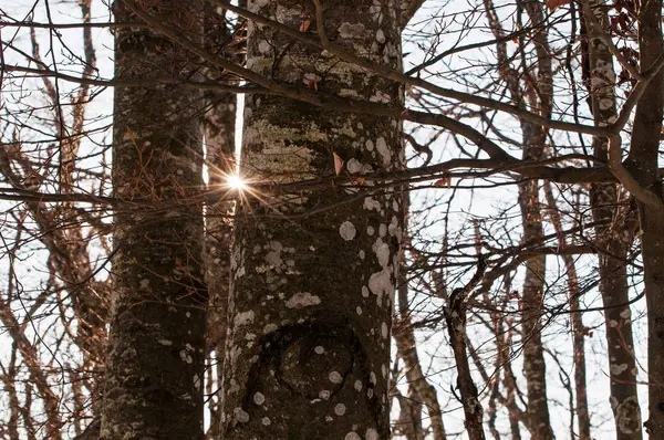 Meztelen fák borított zuzmó — Stock Fotó