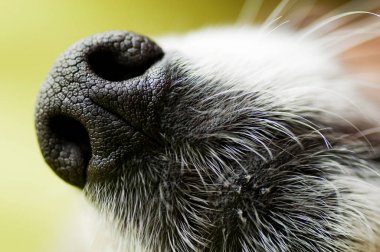 Close-Up köpek burun
