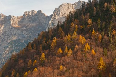 Sonbahar Karaçam ağacı yamaç dağlarla arka planda