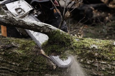 Eski bir meşe ağacının daldan kesme testere