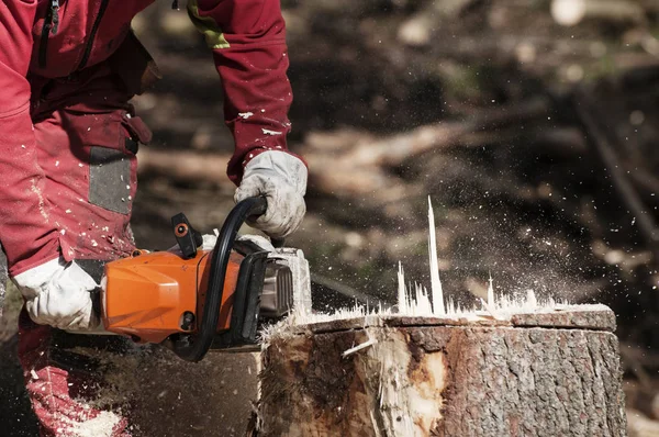 Forestry worker cutting the stump of a spruce tree with chainsaw — Stock Photo, Image