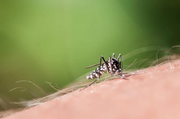 Tigre mosquito chupando sangre en la mano humana — Foto de Stock