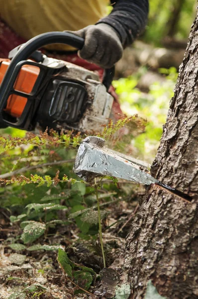 Arka planda chainsaw ile kama ve orman işçisi felling, portre
