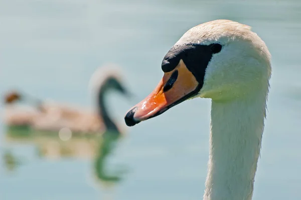 Primer plano de un cisne adulto y un cisne nadador en el fondo —  Fotos de Stock