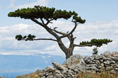 Kanlısırt'ta ağacı bir Akdeniz Adası üstünde belgili tanımlık tepe üstüne