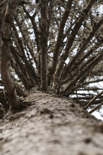 Looking up the spruce tree trunk with dry branches — Stock Photo, Image