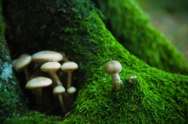 Pilze auf einem bemoosten Baum — Stockfoto
