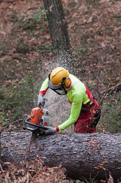 Skogs arbetare skära spruce trädstam med motorsåg — Stockfoto