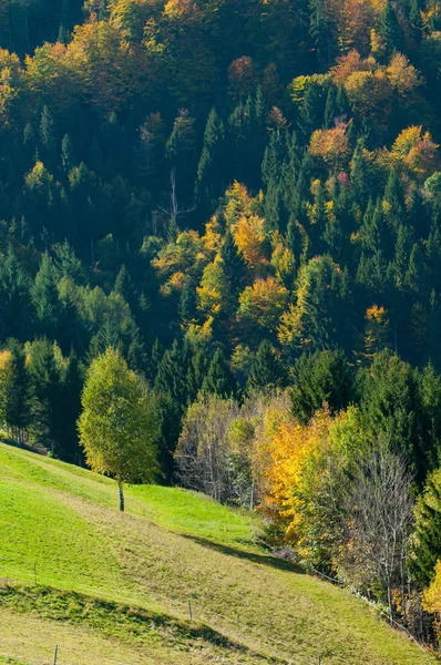Mieszany las zielony, żółty i pomarańczowy kolory jesieni — Zdjęcie stockowe