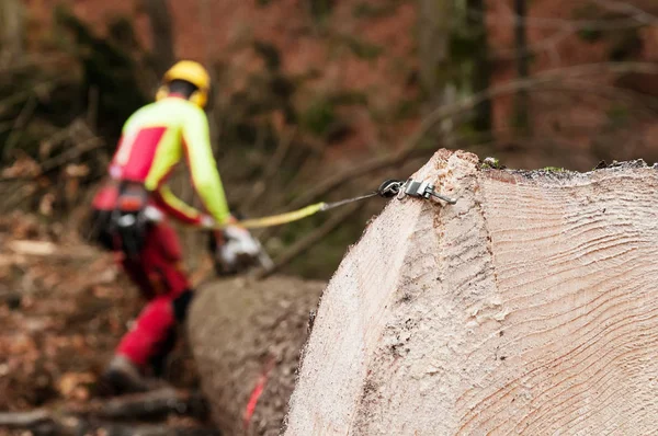 Forestry tape measure hooked to spruce trunk and forestry worker in background