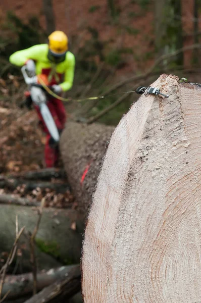 Forestry tape measure hooked to spruce trunk and forestry worker cutting in background — Stock Photo, Image