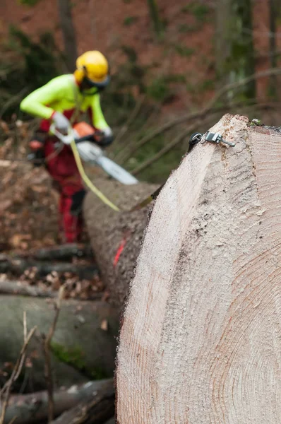 Forestry tape measure hooked to spruce trunk and forestry worker cutting in background — Stock Photo, Image