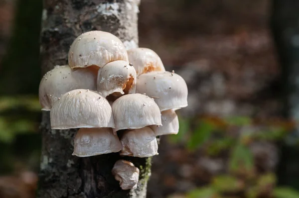 Pilzgruppe auf einem alten Baumstamm — Stockfoto