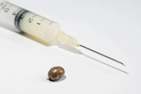Tique et seringue de chien brun avec vaccin — Photo