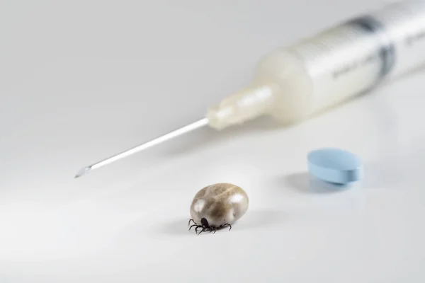 Tique infectée engorgée, seringue avec vaccin et antibiotique bleu pilule — Photo