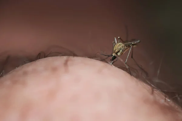 Mosquito on a human knee sucking blood — Stock Photo, Image