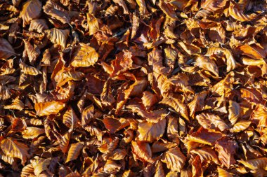 Kuru sonbahar kayın yaprakları güneş ışığıyla aydınlatılan ormanda yerde yatıyor.