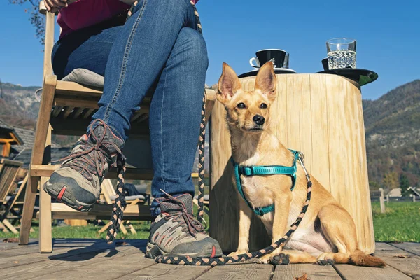 Hund som sitter bredvid en kvinna med vandringsskor och fikar i solen — Stockfoto