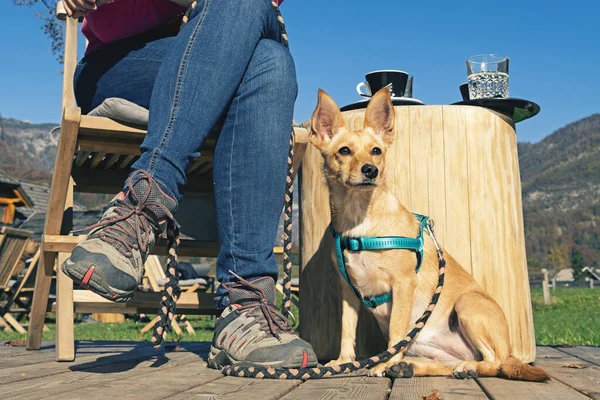 Yürüyüş ayakkabılı bir kadının yanında oturan köpek güneşte kahve molası veriyor.