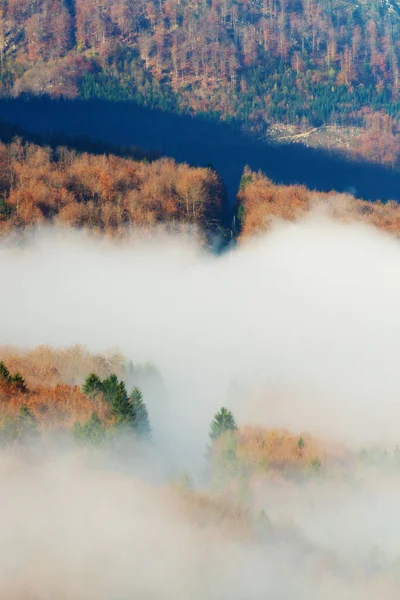 Foresta di conifere variopinta avvolta nella nebbia mattutina — Foto Stock