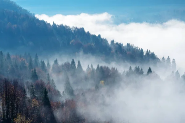 Ombre gettate dal sole che splendono nella nebbia mattutina sul pendio misto della foresta — Foto Stock