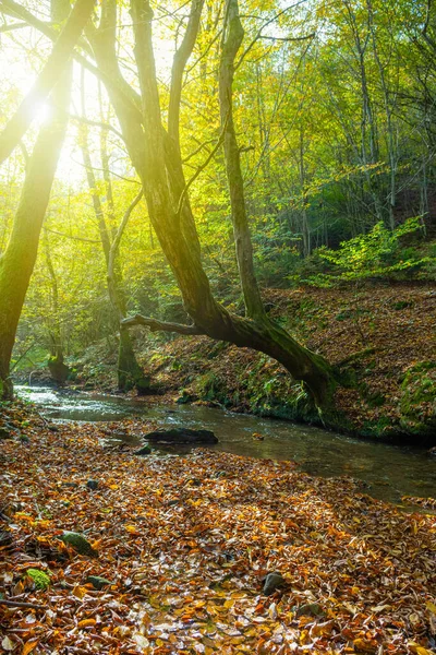 Frischer Bach im Herbstwald und alter überhängender Baum, Sonnenlicht im Hintergrund — Stockfoto