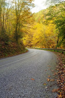 Winding asphalt road through a beautiful autumn colored mixed forest