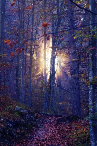 Luce del sole che brilla attraverso la nebbia in un fantastico sogno mistico foresta autunnale — Foto Stock