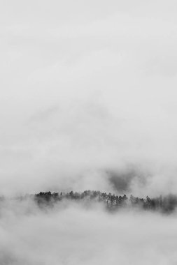 Çam ağaçlarının tepeleri gizemli bir sonbahar sabahında sisi oluşturur.
