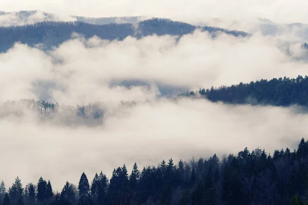 Mattina nebbia che copre piste forestali in una giornata di tardo autunno — Foto Stock