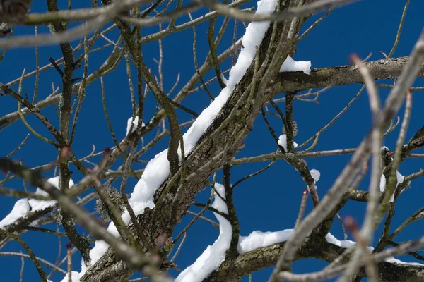 Árbol cubierto de nieve desnuda ramas sobre fondo azul cielo —  Fotos de Stock
