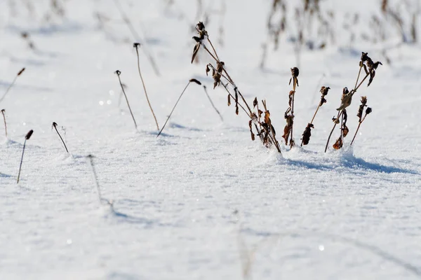 Primer plano de hierba seca que sobresale de la nieve —  Fotos de Stock