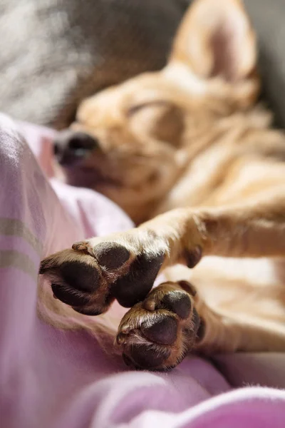 Closeup of paws and a small dog resting on a couch. Pets, dogs and animal anatomy concepts