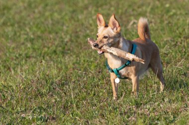 Ağzında tahta bir sopayla etrafı dikkatle izleyen sevimli küçük bir köpek. Evcil hayvanlar, hayvan dostu, oyun ve köpek eğitimi kavramları.