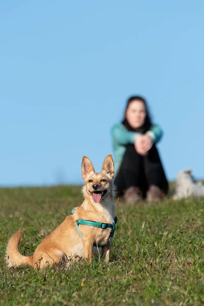 Cute Light Brown Dog Observing Surroundings Woman Owner Sitting Grassy — Stock Photo, Image