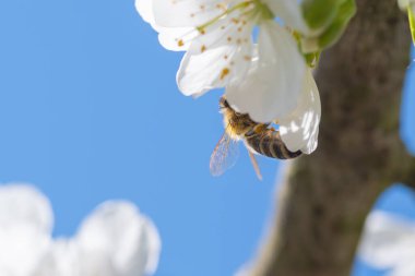 Avrupa bal arısı tomurcuklanan beyaz kiraz çiçekleri. Böcekler, tarım, botanik ve mevsim kavramları