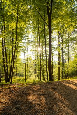 Batan güneşin parladığı bahar ormanı. Doğa, ormancılık, habitat, çevre ve sürdürülebilirlik kavramları