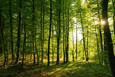 Batan güneşin yaprakların ve dalların arasında parladığı bahar ormanı. Doğa, ormancılık, habitat, çevre ve sürdürülebilirlik kavramları