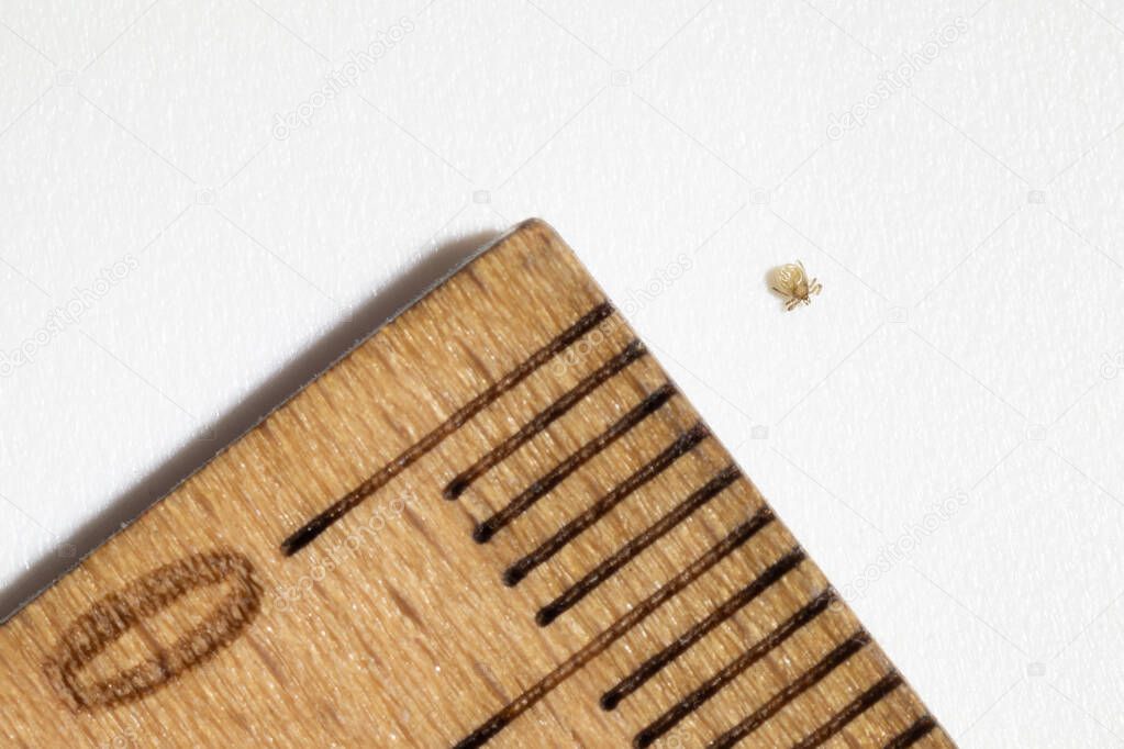 Closeup of miniscule tick nymph next to wooden ruler with millimeter scale isolated on white. Parasites, encephalitis, lyme disease, vaccination and health concepts.