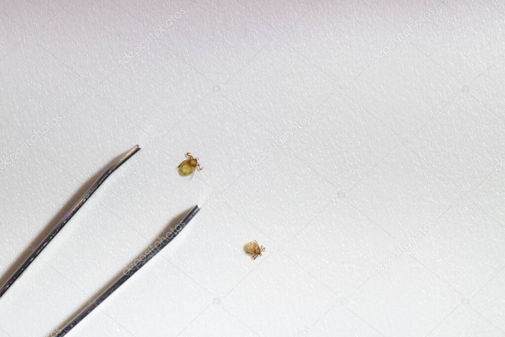 Closeup of two tiny tick nymphs and tweezers isolated on white. Parasites, encephalitis, lyme disease, vaccination and health concepts.