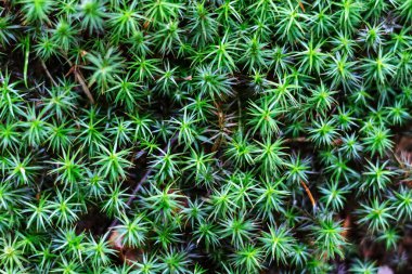 Karpat ormanlarında yeşil bitkiler