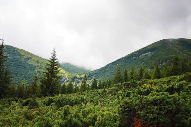 Yazın Karpat Dağları manzarası