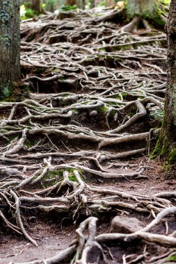 Yazın Karpat Ağaç Ormanı