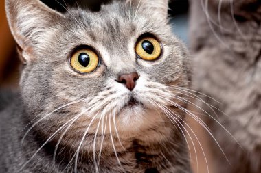 İngiliz kedi portresi Renkli resim