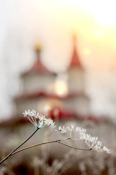 Winter landschap.Winter scene .Frozenned bloem selectieve focus — Stockfoto