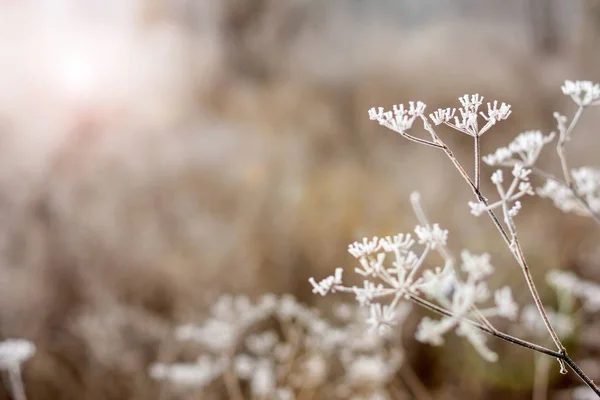 Paesaggio inverno. scena invernale. Fiore congelato fuoco selettivo — Foto Stock