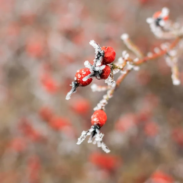 Zima landscape.Winter scena .Frozenned kwiat selektywny ostrość — Zdjęcie stockowe