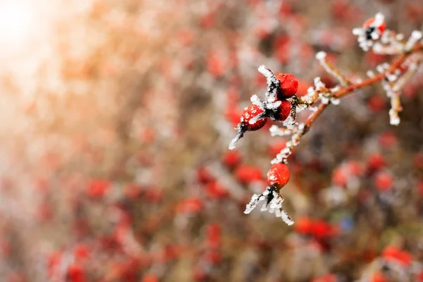 Paysage d'hiver.Scène d'hiver .Concentration sélective de fleurs congelées — Photo