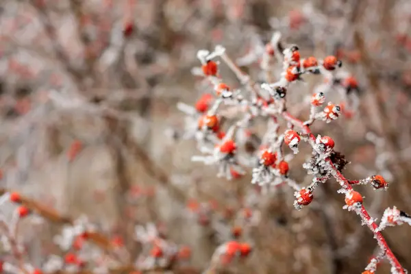 Paysage d'hiver.Scène d'hiver .Concentration sélective de fleurs congelées — Photo