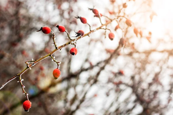 Winter landscape.Winter scene .Frozenned flower selective focus — Stock Photo, Image